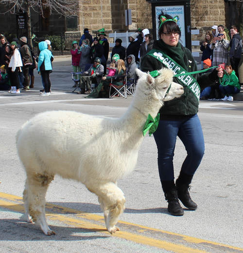 Gaelic Glen Alpacas in 2019 Cleveland St. Patrick's Day Parade